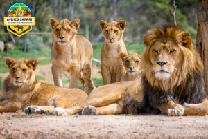 africo safari-filsims enterprises Nairobi